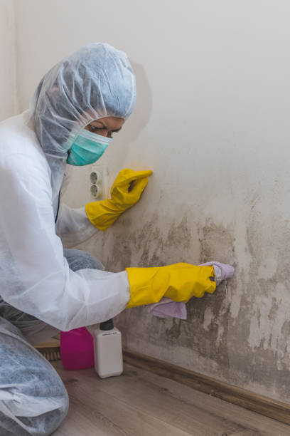 Reliable Natchitoches, LA Mold Removal Solutions